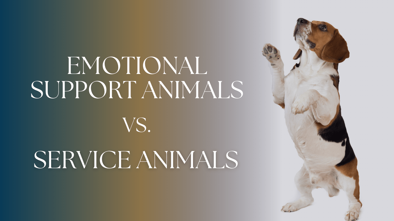 Emotional Support Animals vs. Service Animals: Know the Difference